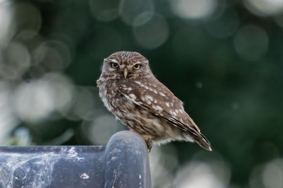 SteenuilLittle Owl