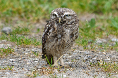 Steenuil /juvLittle Owl /juv