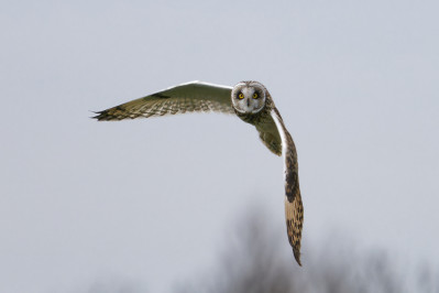 VelduilShort-eared Owl