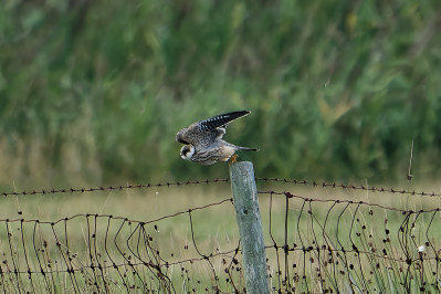 RoodpootvalkRed-Footed Falcon