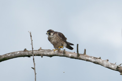 SlechtvalkPeregrine Falcon