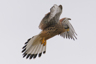 Torenvalk /mCommon Kestrel /m