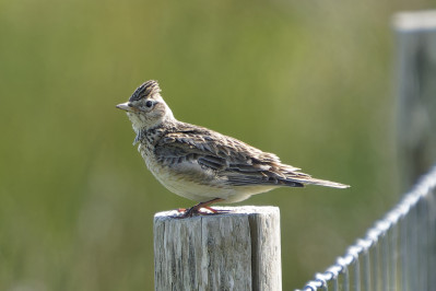 VeldleeuwerikSkylark