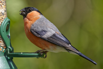 Goudvink /m Bullfinch /m