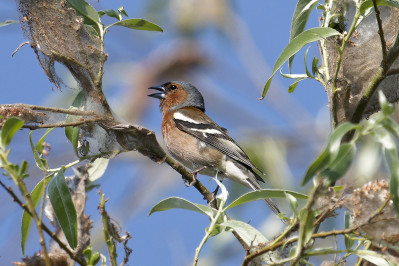 Vink /mCommon Chaffinch /m