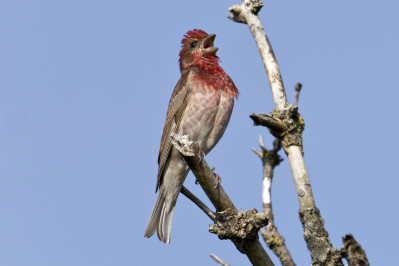 Roodmus /mRosefinch /m