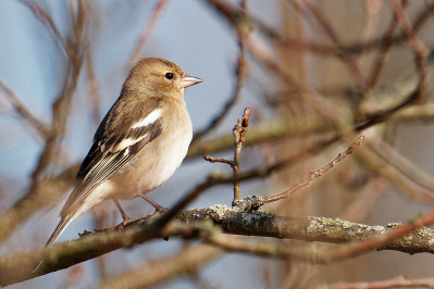 Vink /vCommon Chaffinch /f