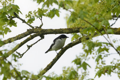 Bonte Vliegenvanger /mEuropean Pied Flycatcher /m