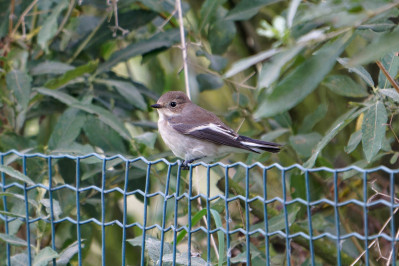 Bonte Vliegenvanger /vEuropean Pied Flycatcher /f