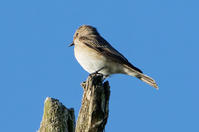 Grauwe VliegenvangerSpotted Flycatcher