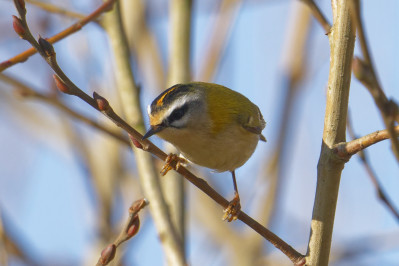 Vuurgoudhaan /mCommon Firecrest /m