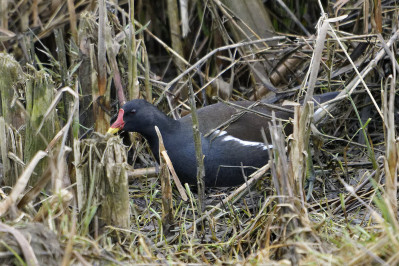 WaterhoenCommon Moorhen