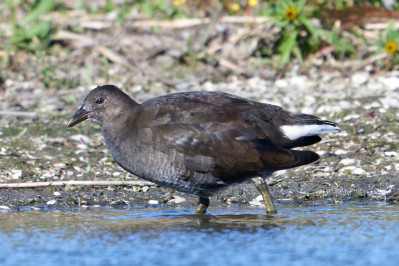 WaterhoenCommon Moorhen