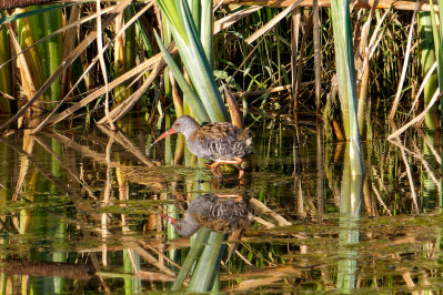 WaterralWater Rail