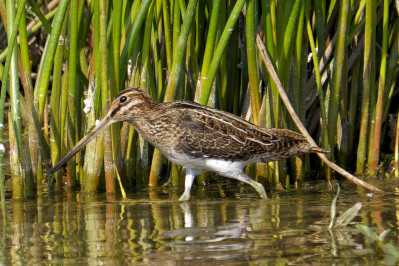 WatersnipCommon Snipe