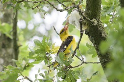 WielewaalGolden Oriole