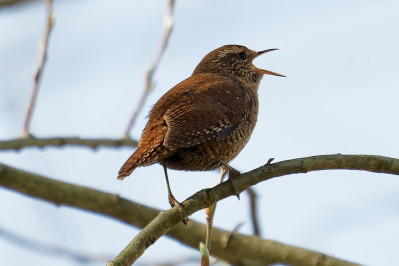 WinterkoningEurasian Wren