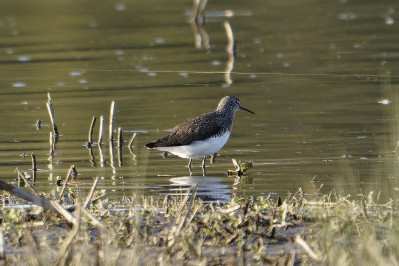 WitgatGreen Sandpiper