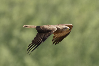 Zwarte WouwBlack Kite