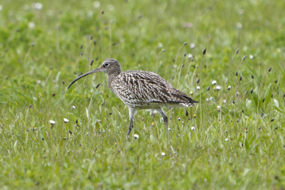 WulpCurlew