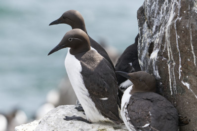 ZeekoetGuillemot