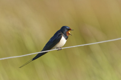 BoerenzwaluwBarn Swallow