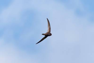 GierzwaluwCommon swift