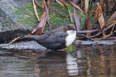 ZwartbuikwaterspreeuwWhite-throated Dipper