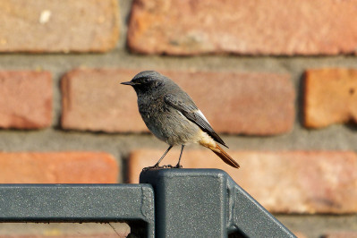 Zwarte Roodstaart /mBlack Redstart /m