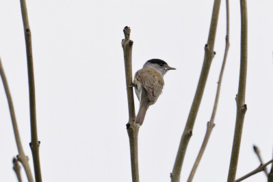 Zwartkop /mEurasian Blackcap /m