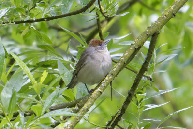 Zwartkop /vEurasian Blackcap /f