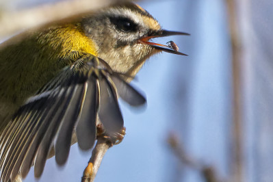 Vuurgoudhaan /vCommon Firecrest /f