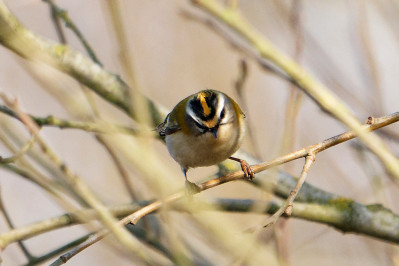 Vuurgoudhaan /mCommon Firecrest /m