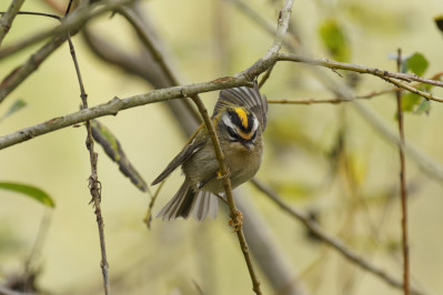 Vuurgoudhaan /vCommon Firecrest /f