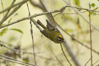 Vuurgoudhaan /vCommon Firecrest /f