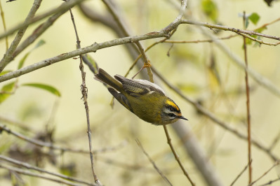 Vuurgoudhaan /vCommon Firecrest /f