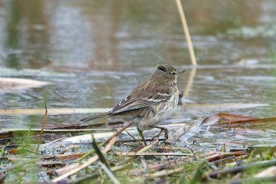 Waterpieper