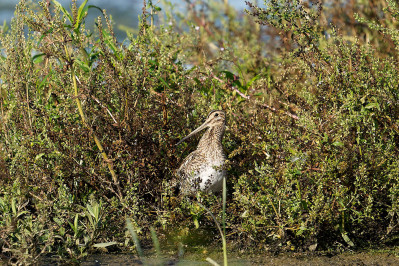 Watersnip