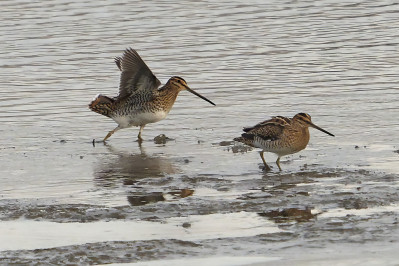 WatersnipCommon Snipe