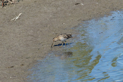 Watersnip