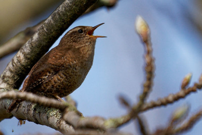 WinterkoningEurasian Wren