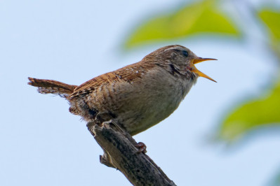 WinterkoningEurasian Wren