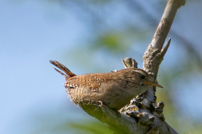 WinterkoningEurasian Wren