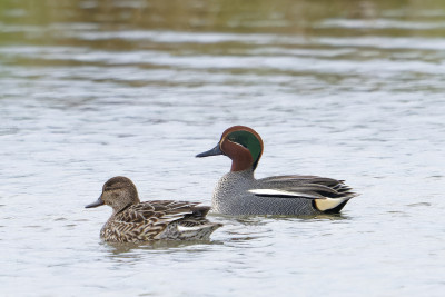 Wintertaling<br>Eurasian Teal 