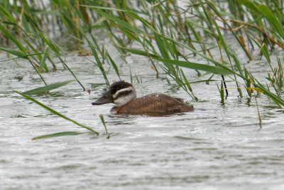 Witkopeend<br>White-headed Duck