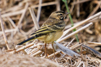 Gele Kwikstaart /juvBlue-headed Wagtail /juv