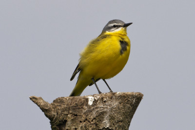 Kwikstaart<br>Wagtail