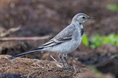 Witte Kwikstaart /juvWhite Wagtail /juv