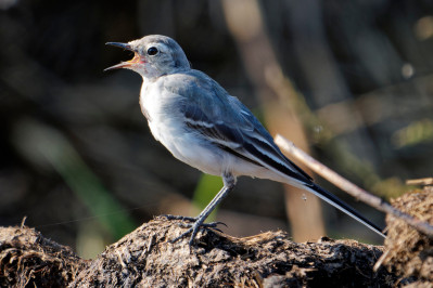 Witte Kwikstaart /juvWhite Wagtail /juv