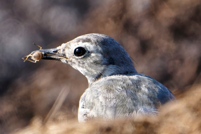 Witte Kwikstaart /juvWhite Wagtail /juv